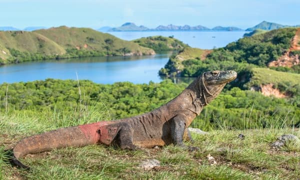 Pulau Komodo ditutup pada 2020. (Traveloka)