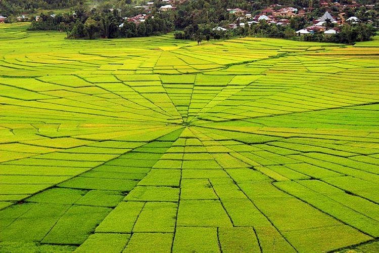 Sawah Lingko yang berbentuk jaring laba-laba (FunAdvanture)<br>