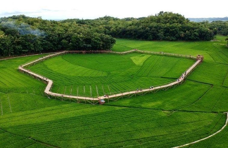 Sawah Sukorame yang punya jembatan melingkar. (@dhian_hardjodisastro)<br>