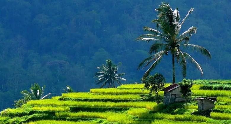 Sumatera juga punya sawah yang cantik. (ExplorePariangan)<br>