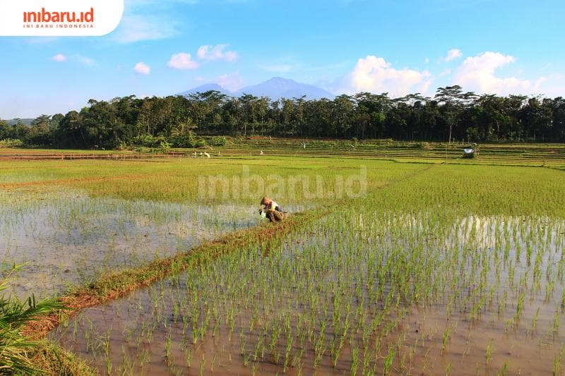 Indonesia memiliki sawah-sawah yang eksotis. (Inibaru.id/ Triawanda Tirta Aditya)<br>