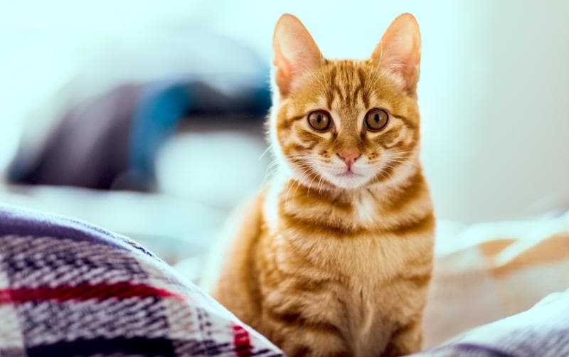 Kocheng oren terlihat menggemaskan, tapi kelakuannya bisa sangat 'ajaib'. (Bhg/Getty Images/Qi Yang