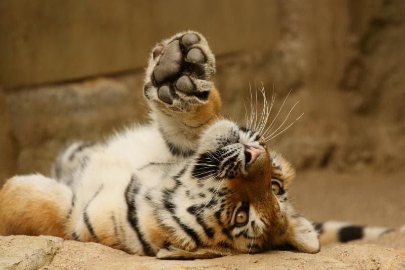 Ilustrasi - bayi kucing yang ternyata adalah bayi harimau Sumatera. (Flickr/zoofanatic)