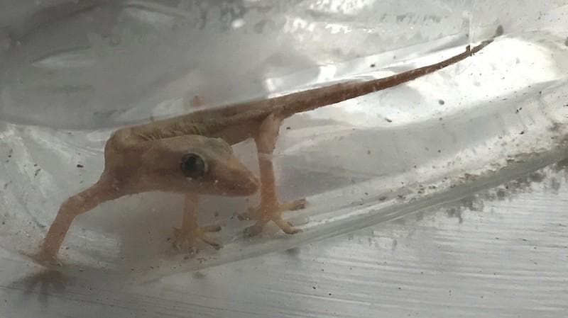 Kejatuhan cicak masih dianggap sebagai tanda akan adanya kesialan. (Flickr//kahunapule)