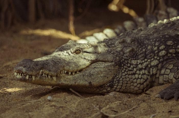 Konon, Joko Tingkir mampu mengalahkan buaya. (Freepik)