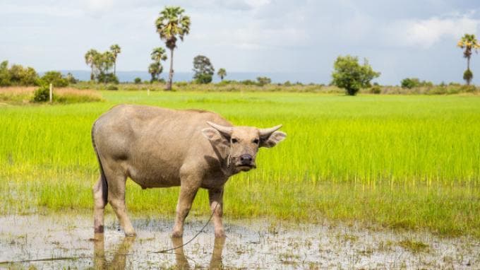 Ilustrasi: Strategi kerbau gila yang dilakukan Joko Tingkir membuatnya kembali dipercaya Sultan. (Freepik)
