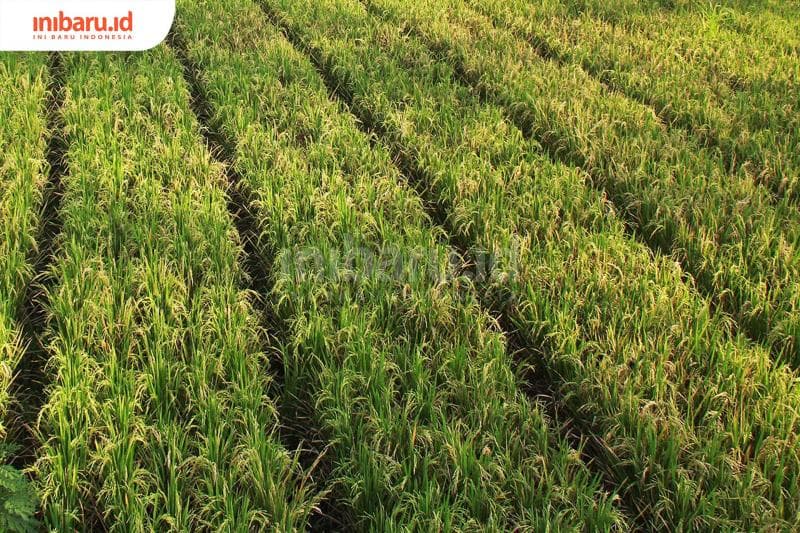 Ilustrasi: Tanaman Gatot pernah dirusak. (Inibaru.id/ Triawanda Tirta Aditya)