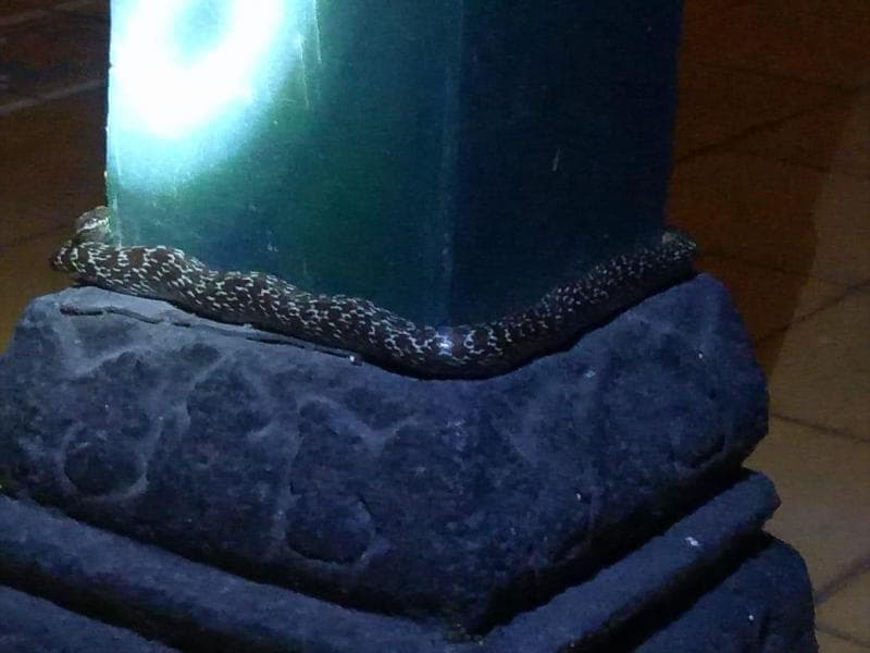 Ular di Keraton Yogyakarta. (Twitter/rahmapt)