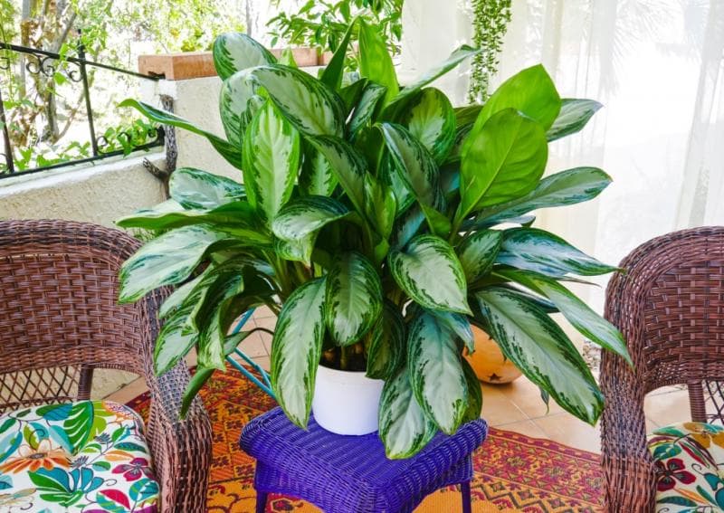 Sri Rejeki bisa dihargai sampai Rp 1 juta per tanamananya. (Joyus Garden)<br>