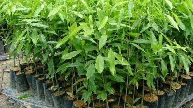 Gaharu bisa untuk pembuatan kosmetik sampai obat-obatan. (TanamanJakarta)<br>