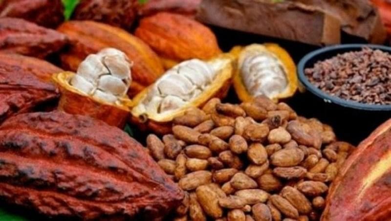 Biji kakao mentah. (Agro Indonesia)