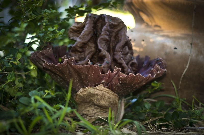 Bunga bangkai Suweg. (Flickr/

Barry Stock)