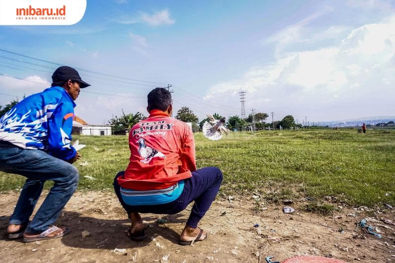 Merpati balap. (Inibaru.id/ Audrian F)<br>