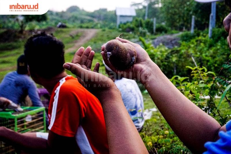 Merawat merpati pacuan bukanlah hal mudah. (Inibaru.id/ Audrian F)<br>