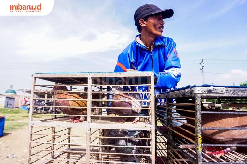 Punya kandang penangkaran untuk merawat merpati-merpati pacuan. (Inibaru.id/ Audrian F)<br>