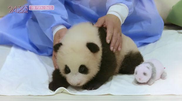 Acara reality show yang memegang panda. (24/365 With Blackpink)<br>