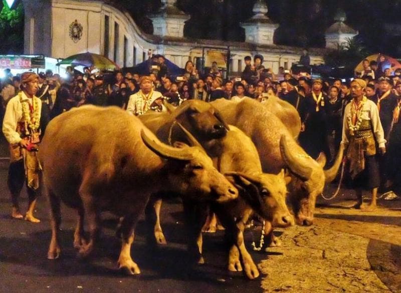 Bagi sebagian orang kerbau bule masih dianggap keramat. (Detak.co)<br>
