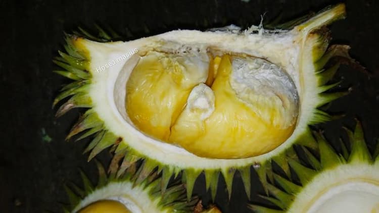 Berbagai Buah Asal Kalimantan Yang Serupa Dengan Durian Inibaru Indonesia 8227