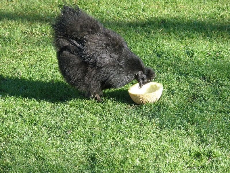 Ayam cemani mengalami perkembangan sejak di dalam telur yang membuat semua bagian tubuhnya hitam. (Flickr/

sammydavisdog)