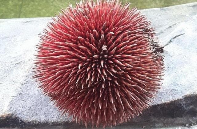 Buah lahung dengan kulit warna merah. (Steemit/@bennywb5)