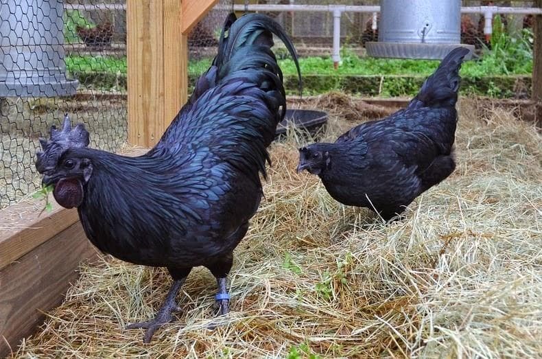 Sering Dikaitkan dengan Hal Mistis, Kenapa Ayam Cemani Bisa Hitam Semua?
