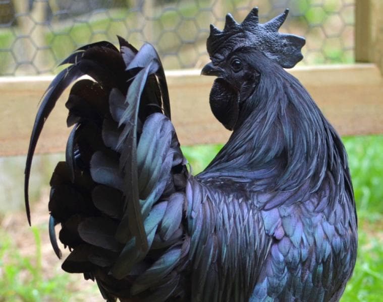 Ayam cemani. (GNFI)