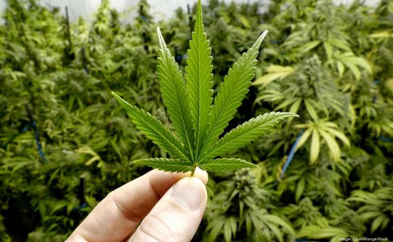 Ibu-oibu tadi butuh bahan-bahan narkotika untuk pengobatan anaknya. (OpenOrangeStock)<br>