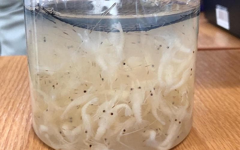 Bayi lobster ramai diperbincangkan setelah kasus Edhy Prabowo. (Medcom)<br>