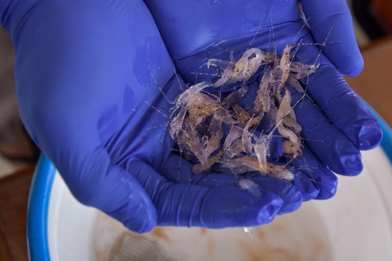 Harga benih lobster bervariatif. (Antara/ Medcom)<br>