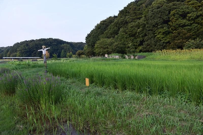 Warga Kamboja percaya orang-orangan sawah bisa mencegah virus. (Flickr/ Vien Hoang)