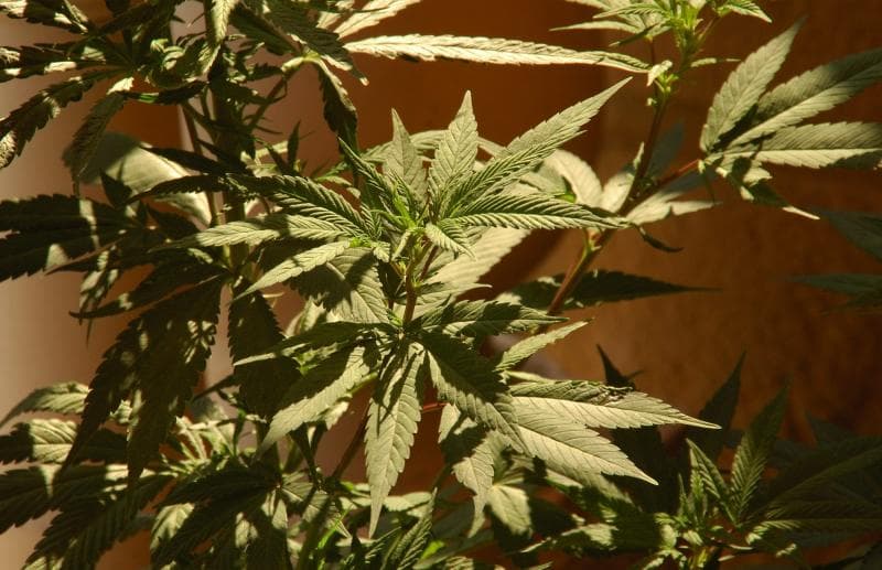 Ganja kini diperbolehkan PBB untuk digunakan untuk keperluan medis. (Flickr/ Mario A. P.)