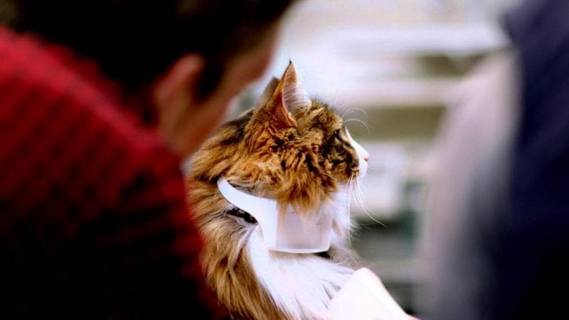 Catterbox, alat yang diklaim bisa menerjemahkan bahasa kucing jadi bahasa manusia. (Theverge/Temptations)