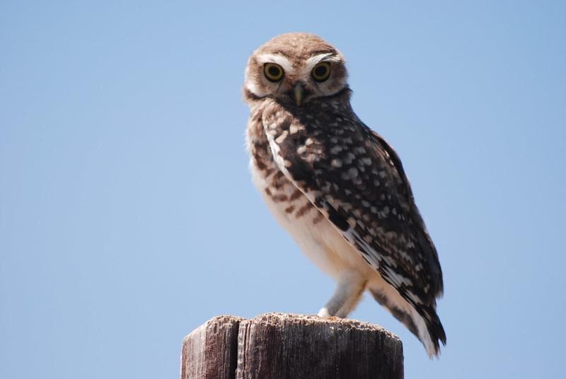 Burung hantu jadi solusi warga desa untuk membasmi hama tikus di pertanian. (Flickr/

Kevin Jones)