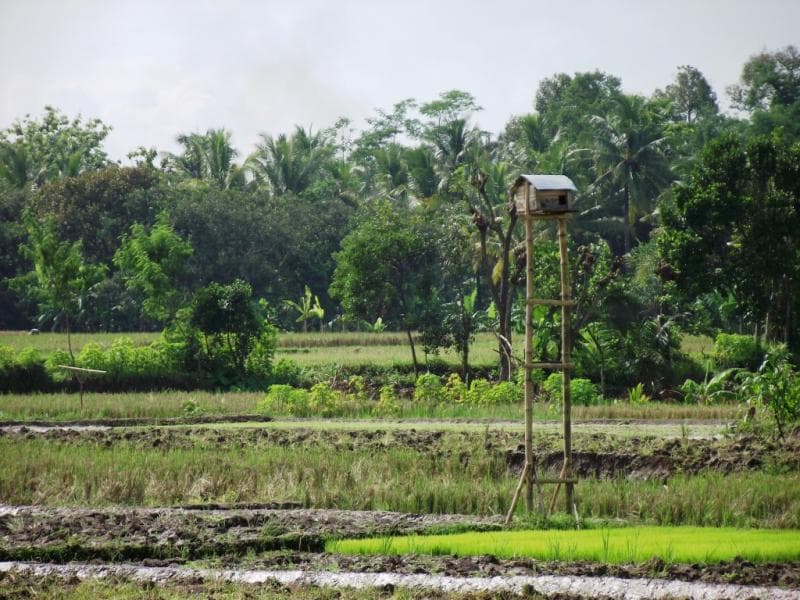 Rumah burung hantu di Tlogoweru, Guntur, Demak. (Sochehsatriabangsa.wordpress)