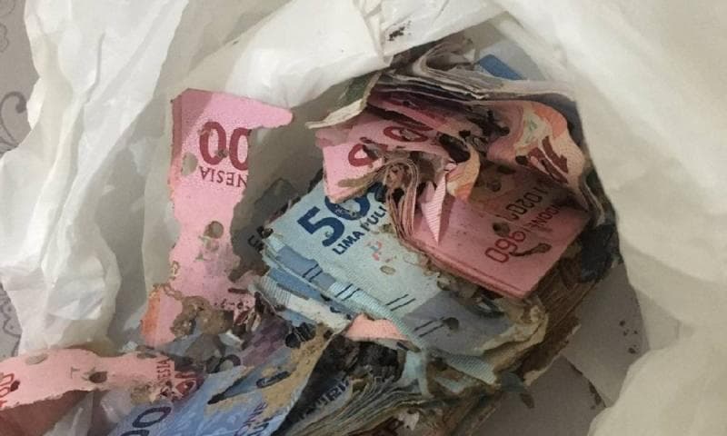Menabung Hampir 1 Miliar di Celengan, Uang Justru Hancur Dimakan Rayap