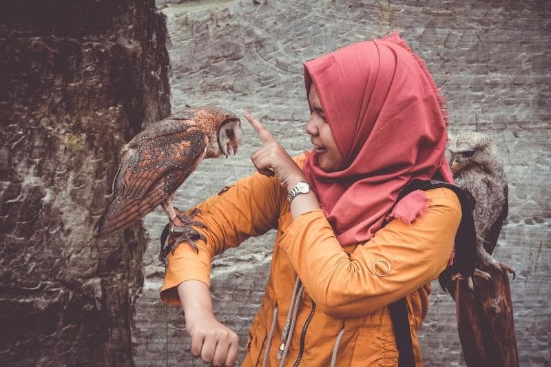 Ilustrasi: Sebuah desa di Kabupaten Demak mendapat julukan "Desa Burung Hantu" karena mampu hidup berdampingan dengan burung predator tersebut. (Pixabay/Pexels)