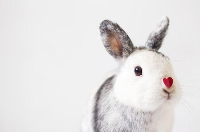 Shio kelinci bakal beruntung. (Freepik)