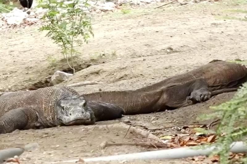Komodo salah satu daya tarik di Labuan Bajo. (Dok. Metro TV)<br>