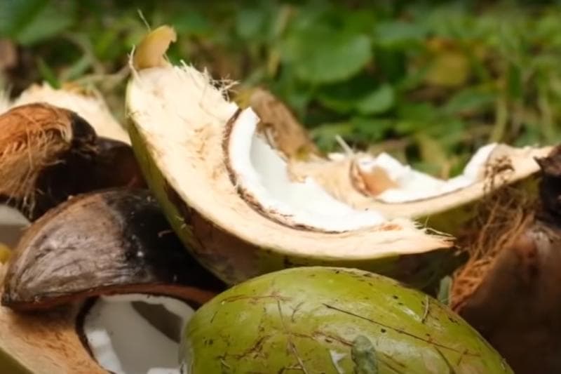 Mayoritas penduduk hidup dari kopra.&nbsp;(Dok. Tim Ekspedisi untuk Negeri)