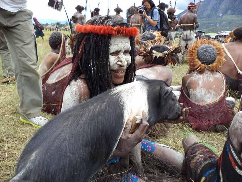 Jangan sembarangan ambil foto babi di Lembah Baliem! (Kliktoday.com)