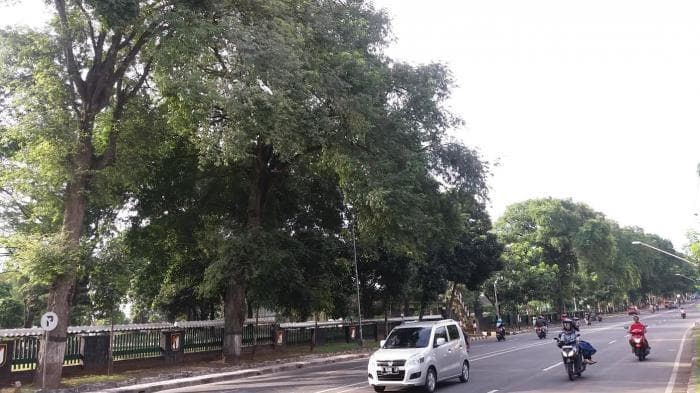 Jalan Setiabudi Srondol yang biasanya dipenuhi burung kuntul. (Tribun)<br>