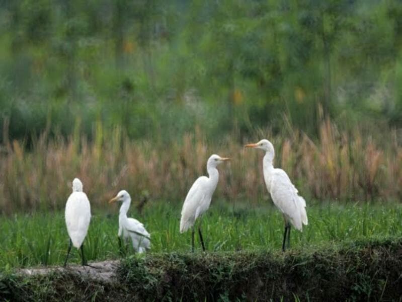 Area persawahan yang menyempit membuat burung kuntul nggak betah. (Plimbi)<br>