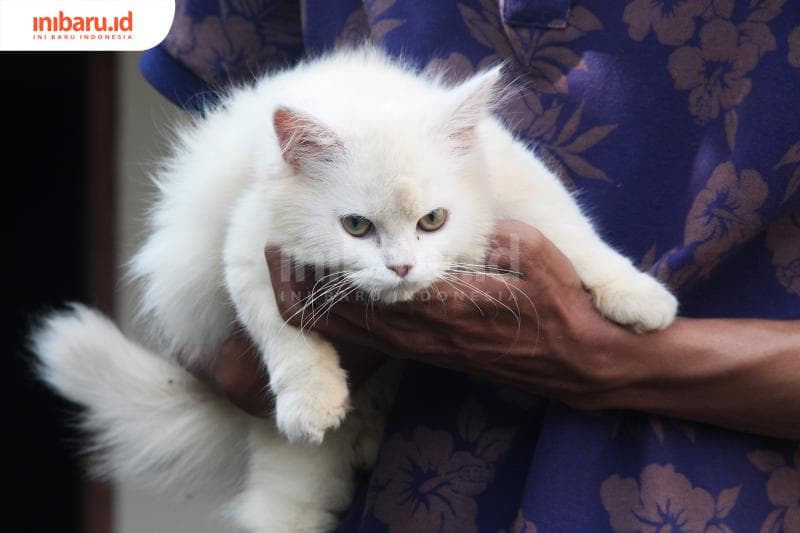 Kucing, benarkah punya sembilan nyawa? (Inibaru.id/ Triawanda Tirta Aditya)