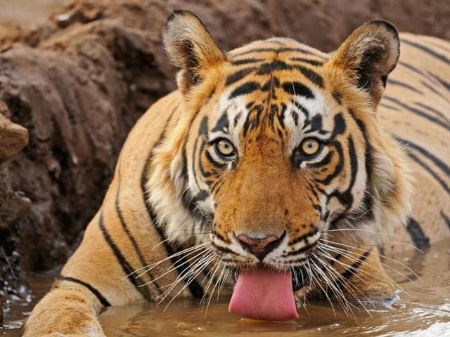 Ilustrasi macan Jawa. (kids.nationalgeographic)