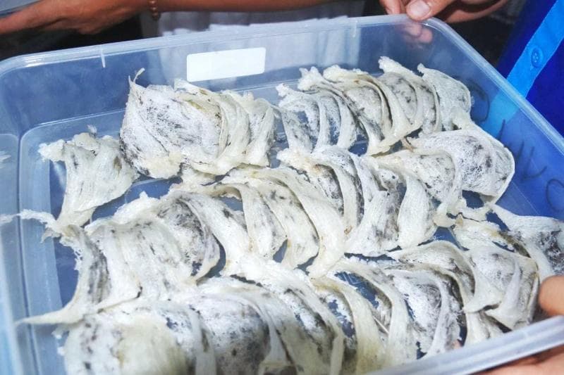 Sarang burung walet nggak mudah dibudidayakan. (Hulondalo)