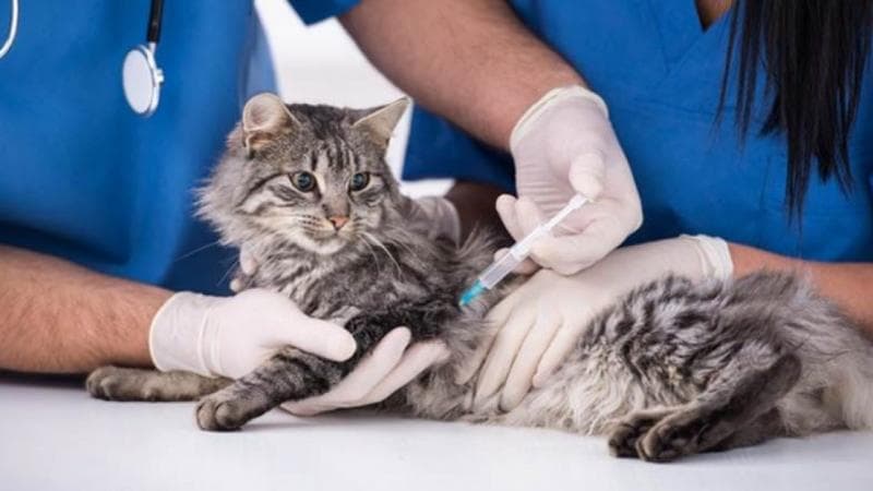 Berikan vaksinasi agar tetap sehat. (iStockphoto)