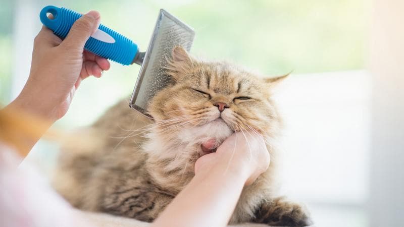 Sikat dengan sisir logam. (iStockphoto)