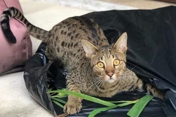 Ashera jadi kucing termahal di dunia. (IDN Times)