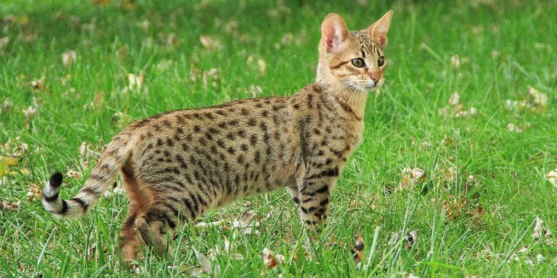 Savannah punya tutul yang cantik dan menjadikannya kucing termahal di dunia. (iStockphotos)