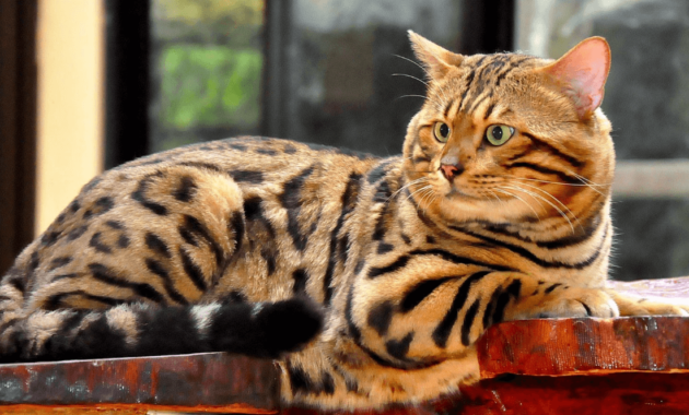 Garang banget ya kucing bengal ini! (Funnycattv)